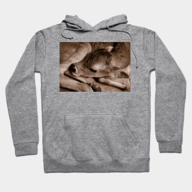 Newborn Hoodie by micklyn